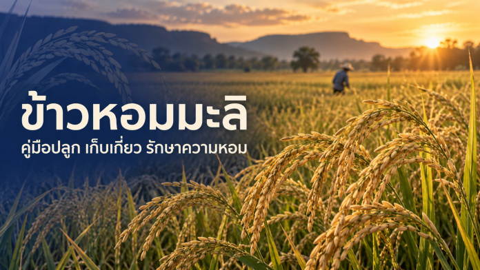 jasmine-rice-growing-guide-featured รวงข้าวหอมมะลิสุกสีทองในนาพร้อมข้อความคู่มือปลูก เก็บเกี่ยว และรักษาความหอม