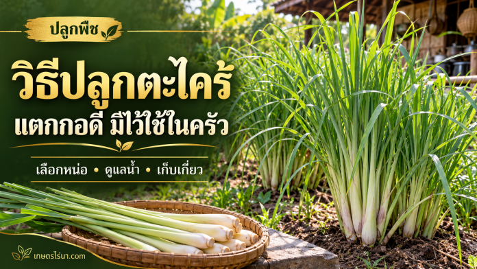 lemongrass-cover กอตะไคร้และตะไคร้เก็บสด พร้อมข้อความ วิธีปลูกตะไคร้ แตกกอดี มีไว้ใช้ในครัว