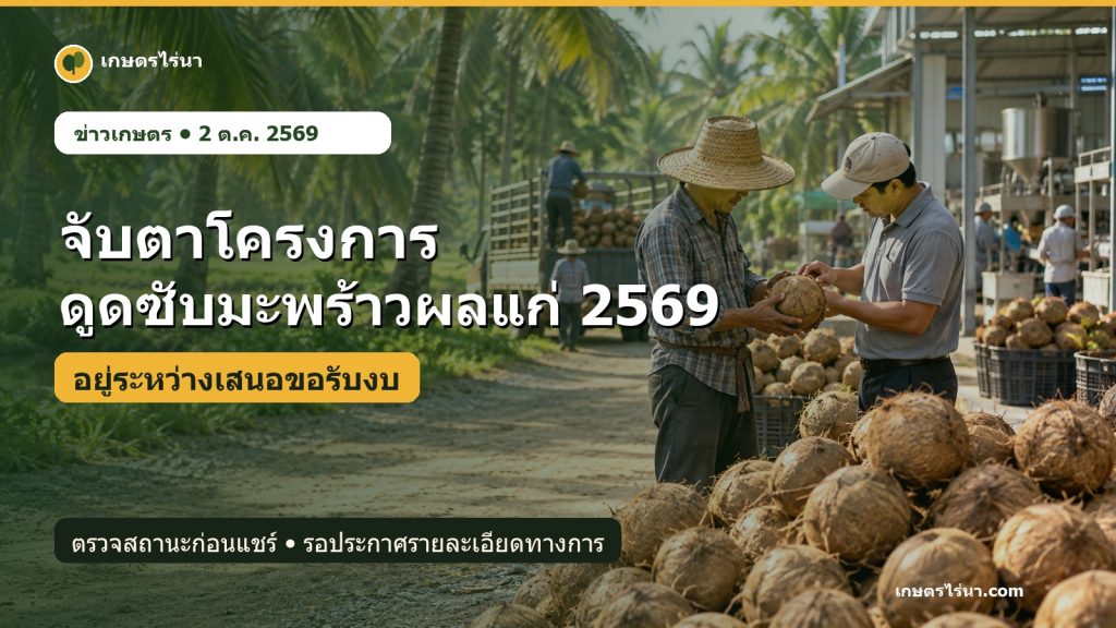เกษตรกรคัดแยกมะพร้าวผลแก่ระหว่างติดตามสถานะโครงการดูดซับมะพร้าวผลแก่ 2569