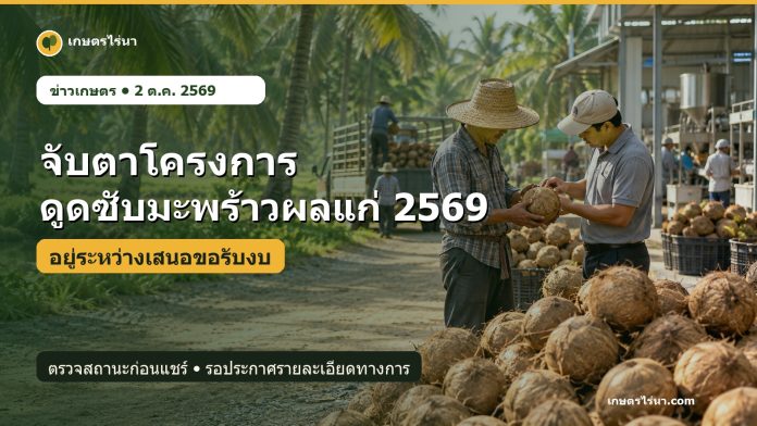 mature-coconut-project-2569-cover เกษตรกรคัดแยกมะพร้าวผลแก่ระหว่างติดตามสถานะโครงการดูดซับมะพร้าวผลแก่ 2569