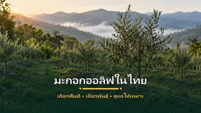 olive-featured-cover-v2 สวนทดลองมะกอกออลิฟบนพื้นที่สูงในไทย มีต้นอ่อนและผลขนาดเล็กในแปลงปลูก