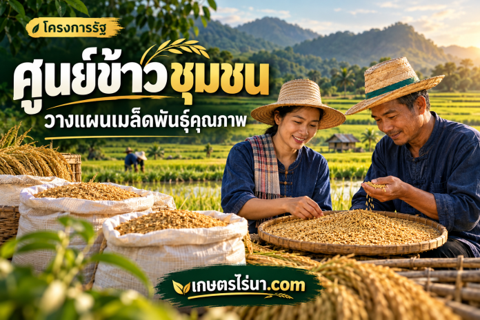 rice-seed-cover ภาพประกอบเกษตรกรตรวจเมล็ดข้าว พร้อมข้อความ ศูนย์ข้าวชุมชน วางแผนเมล็ดพันธุ์คุณภาพ