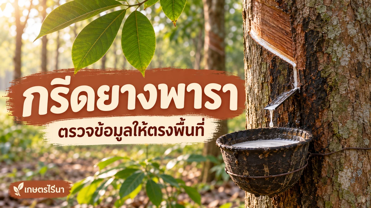 กรีดยางพารา — ตรวจข้อมูลและสภาพแปลง พร้อมข้อความไทย