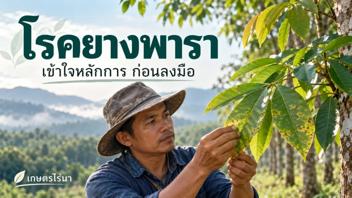 rubber-3-cover โรคยางพารา พร้อมข้อความไทย — ภาพประกอบ AI