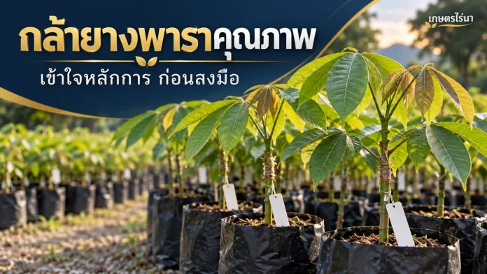 rubber-5-cover กล้ายางพาราคุณภาพ พร้อมข้อความไทย — ภาพประกอบ AI