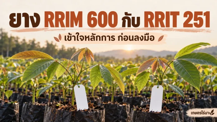 rubber-6-cover ยาง RRIM 600 กับ RRIT 251 พร้อมข้อความไทย — ภาพประกอบ AI