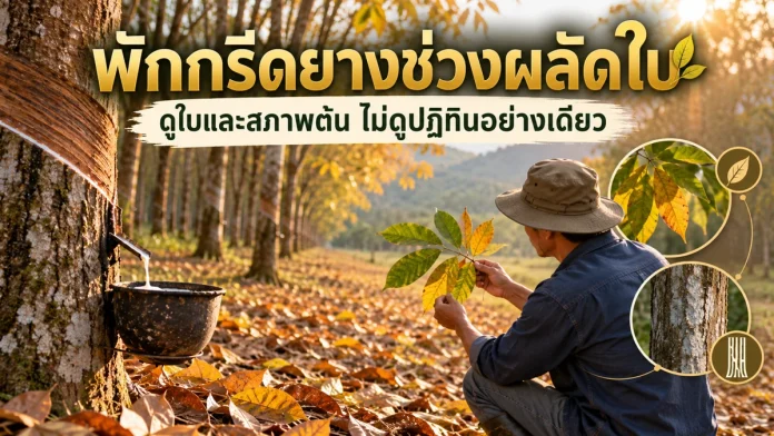 ry10-2-cover พักกรีดยางช่วงผลัดใบ ดูใบและสภาพต้น
