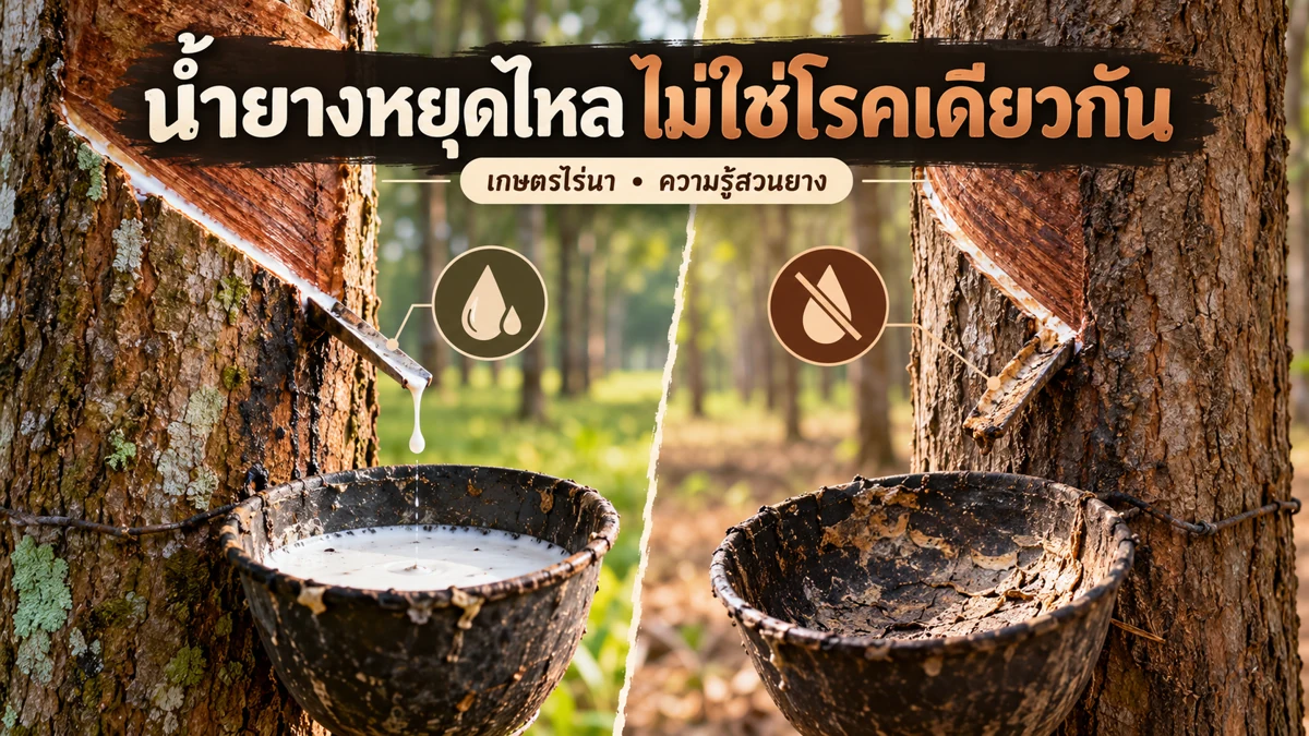 ยางพาราเปลือกแห้ง ภาพอธิบายจุดตรวจและข้อสังเกต