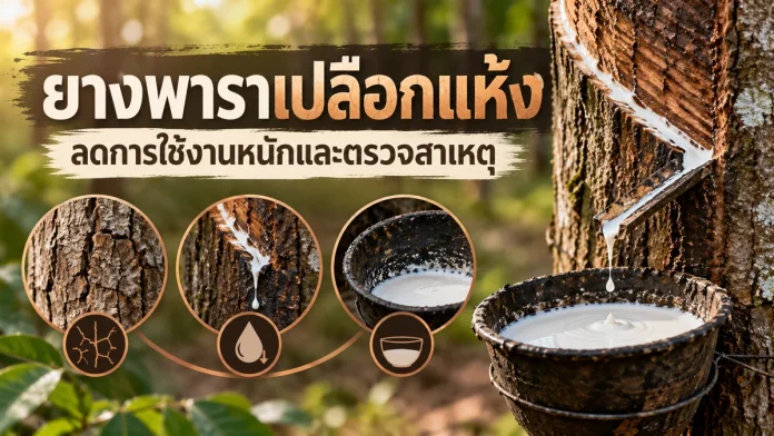 ry10-8-cover ยางพาราเปลือกแห้ง ลดการใช้งานหนักและตรวจสาเหตุ