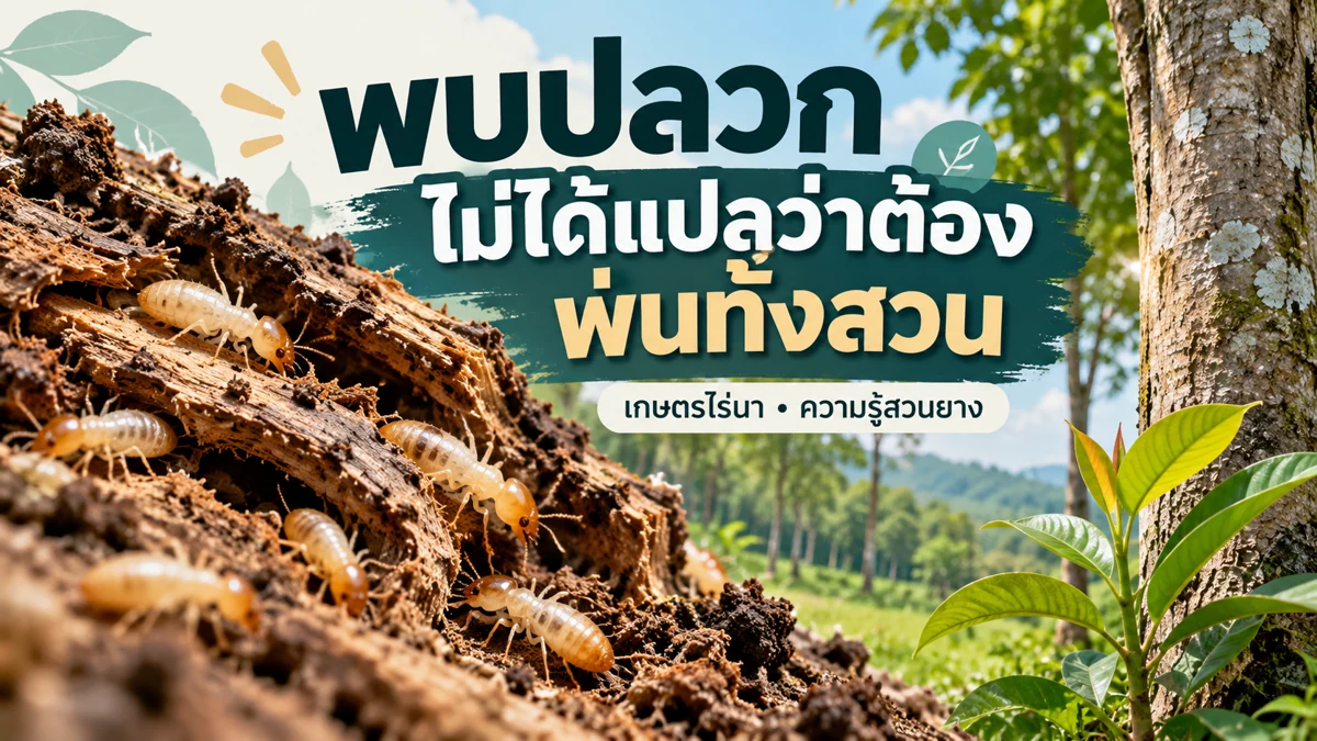 ปลวกสวนยาง ภาพอธิบายจุดตรวจและข้อสังเกต