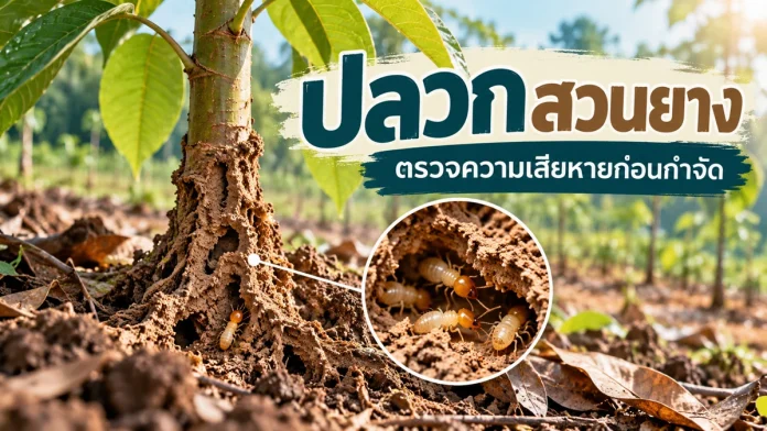 ry10-9-cover ปลวกสวนยาง ตรวจความเสียหายก่อนกำจัด ภาพประกอบแนวคิด