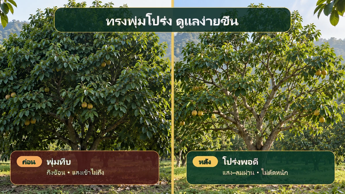 อินโฟกราฟิกเปรียบเทียบทรงพุ่มกระท้อนทึบกับทรงพุ่มโปร่งหลังตัดกิ่งซ้อนและกิ่งแห้ง