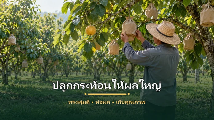 santol-featured-cover-v2 เกษตรกรตรวจผลกระท้อนที่ห่อไว้และผลสุกคุณภาพในสวนกระท้อน