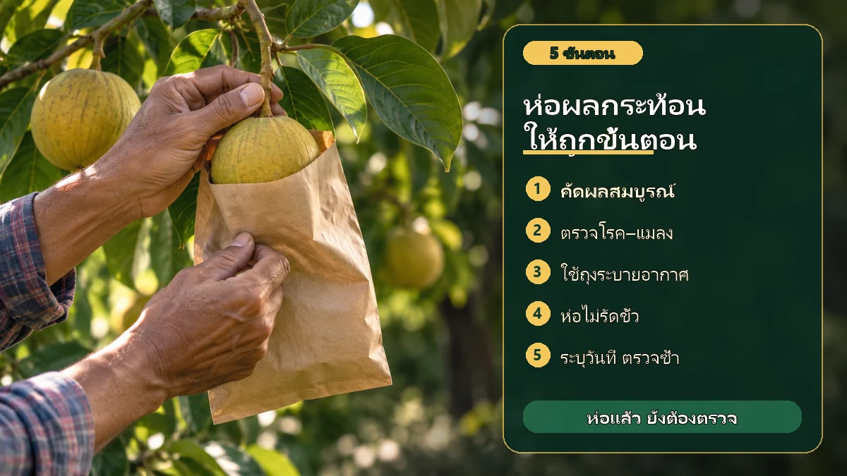 ขั้นตอนการห่อผลกระท้อนตั้งแต่คัดผล ตรวจโรคแมลง ใช้ถุงระบายอากาศ และบันทึกวันที่
