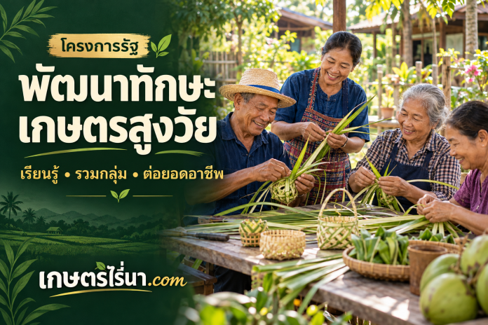 senior-farmer-cover ภาพประกอบเกษตรกรสูงวัยเรียนรู้งานหัตถกรรม พร้อมข้อความ พัฒนาทักษะเกษตรสูงวัย