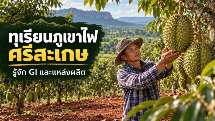 sisaket-volcanic-durian-featured สวนทุเรียนภูเขาไฟศรีสะเกษ พร้อมข้อความรู้จัก GI และแหล่งผลิต