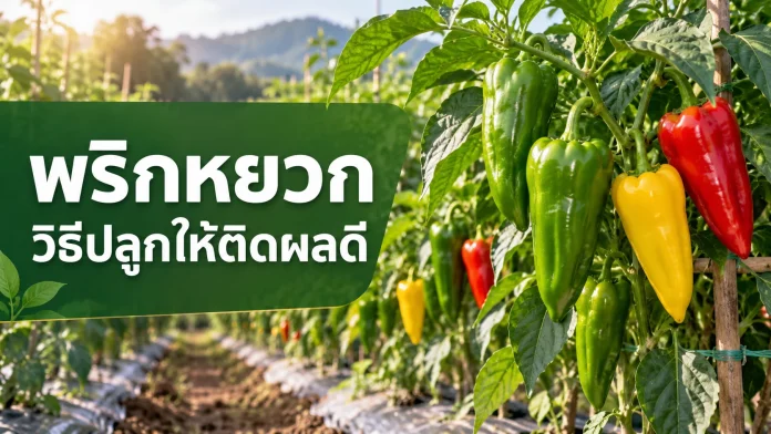 sweet-pepper-growing-guide-cover พริกหยวกสีเขียว เหลือง และแดงในแปลงปลูก