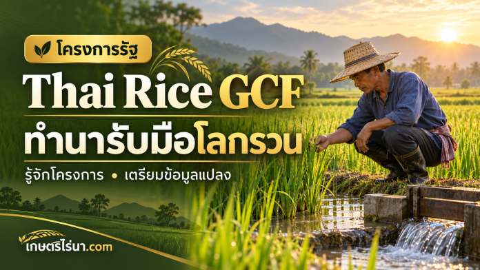 thai-rice-gcf-cover ภาพประกอบชาวนาตรวจแปลงข้าว พร้อมข้อความ Thai Rice GCF ทำนารับมือโลกรวน