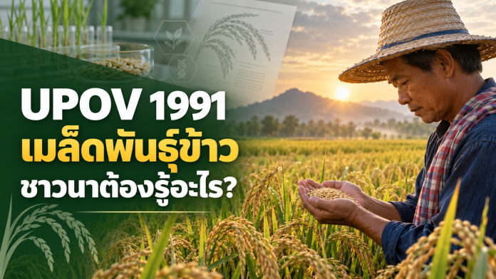 upov-1991-rice-seed-cover UPOV 1991 กับเมล็ดพันธุ์ข้าว สิ่งที่ชาวนาไทยควรรู้