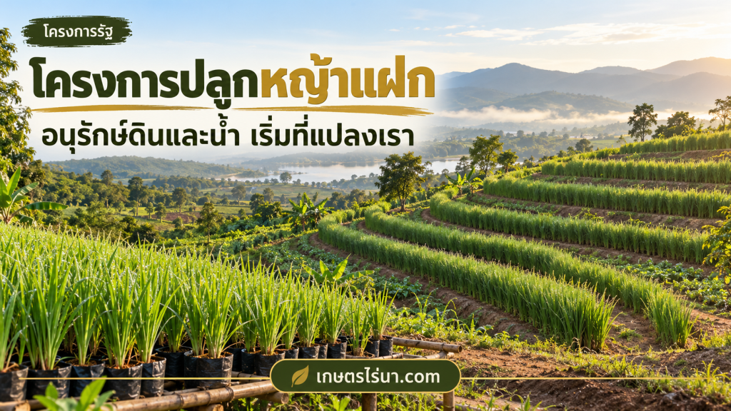 แนวหญ้าแฝกตามพื้นที่ลาดและกล้าในถุง พร้อมข้อความ โครงการปลูกหญ้าแฝก อนุรักษ์ดินและน้ำ เริ่มที่แปลงเรา