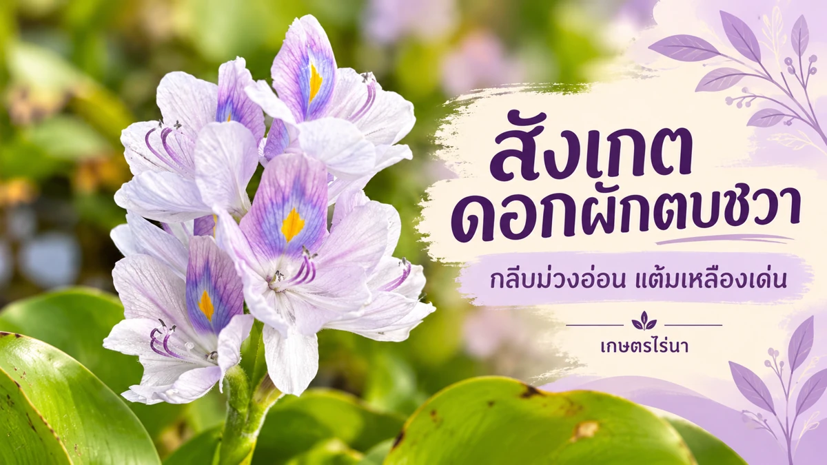 ช่อดอกผักตบชวาสีม่วงอ่อน มีแต้มเหลือง พร้อมข้อความสังเกตดอกผักตบชวา