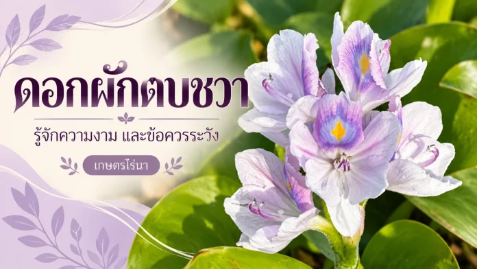 water-hyacinth-flower-cover ดอกผักตบชวาสีม่วงอ่อนแต้มเหลือง พร้อมข้อความรู้จักความงามและข้อควรระวัง