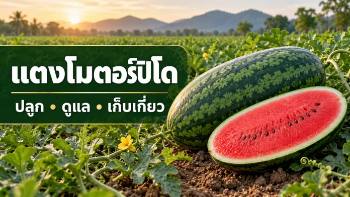 watermelon-torpedo-growing-guide-cover แตงโมตอร์ปิโดผลยาวรีทั้งผลและผ่าครึ่งในแปลงปลูก