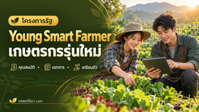 Young Smart Farmer เกษตรกรรุ่นใหม่ ภาพประกอบเกษตรกรรุ่นใหม่ในแปลงผัก พร้อมข้อความ Young Smart Farmer เกษตรกรรุ่นใหม่